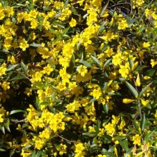 Gelsemium sempervirens