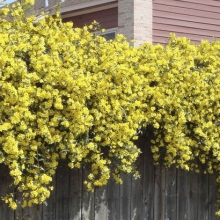 Gelsemium sempervirens