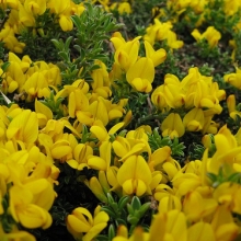 Genista pilosa `Vancouver Gold`