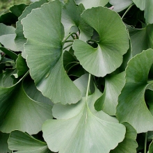 Ginkgo biloba 