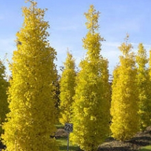 Ginkgo biloba `Obelisk`