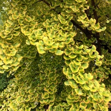Ginkgo biloba 