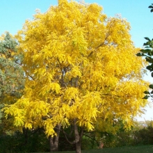 Gleditsia triacanthos f. inermis `Spectrum`