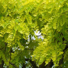 Gleditsia triacanthos `Sunburst`