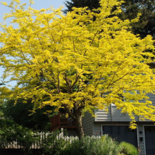 Gleditsia triacanthos `Sunburst`