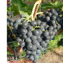 Vitis `Muskat Bleu`