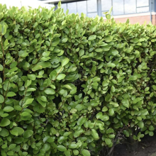 Griselinia littoralis