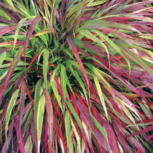 Hakonechloa macra `Beni Kaze`