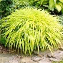 Hakonechloa macra `Aureola`