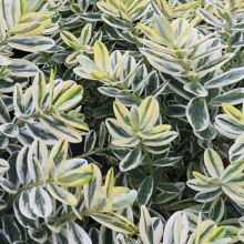 Hebe franciscana `Variegata`