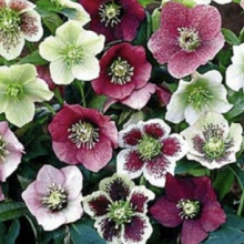 Helleborus orientalis `Ballard Hybrids`