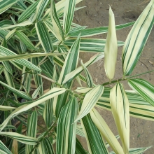 Hibanobambusa tranquillans `Shiroshima`
