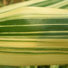 Hibanobambusa tranquillans `Shiroshima`