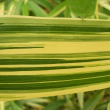 Hibanobambusa tranquillans `Shiroshima` K2-3!