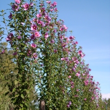 Hibiscus syriacus `Purple Pillar`