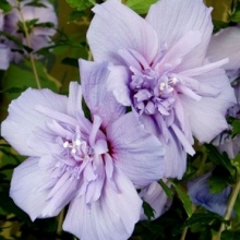 Hibiscus syriacus `Blue Chiffon`