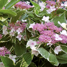 Hydrangea macrophylla `Light-O-Day`
