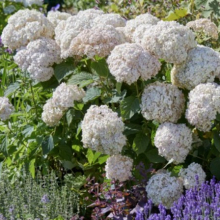 Hydrangea arborescens `Marshmallow`