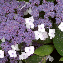 Hydrangea aspera `Villosa`