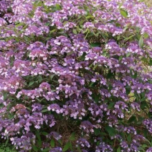 Hydrangea aspera `Villosa`