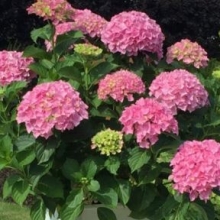 Hydrangea macrophylla `Belle Seduction`