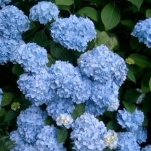 Hydrangea macrophylla `Generale Vicomtesse de Vibraye`