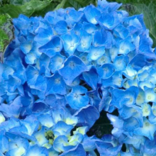 Hydrangea macrophylla `Adria`