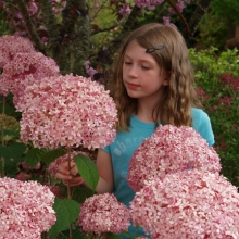 Hydrangea arborescens `Pink Annabelle`