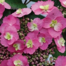 Hydrangea serrata `Cotton Candy`