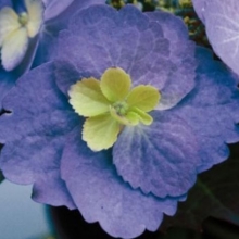 Hydrangea serrata `Cotton Candy`
