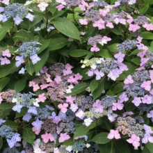 Hydrangea serrata `Grayswood`