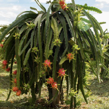 Hylocereus `American Beauty`