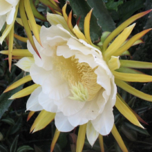 Hylocereus `Costa Rica`