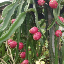 Hylocereus `Costa Rica`