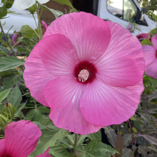 Hibiscus moscheutos fajták 3 darabos, kedvezményes meglepetéscsomag!