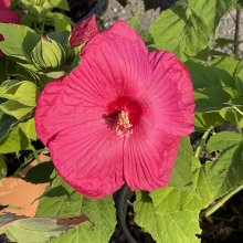 Hibiscus moscheutos fajták 3 darabos, kedvezményes meglepetéscsomag!