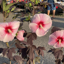 Hibiscus moscheutos fajták 3 darabos, kedvezményes meglepetéscsomag!