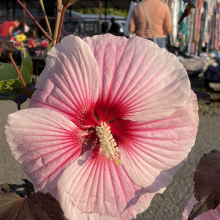 Hibiscus moscheutos fajták 3 darabos, kedvezményes meglepetéscsomag!