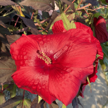 Hibiscus moscheutos fajták 3 darabos, kedvezményes meglepetéscsomag!