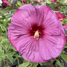 Hibiscus moscheutos fajták 3 darabos, kedvezményes meglepetéscsomag!