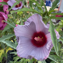 Hibiscus moscheutos fajták 3 darabos, kedvezményes meglepetéscsomag!