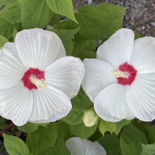 Hibiscus moscheutos fajták 3 darabos, kedvezményes meglepetéscsomag!