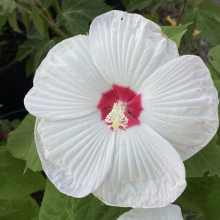 Hibiscus moscheutos fajták 3 darabos, kedvezményes meglepetéscsomag!