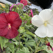 Hibiscus moscheutos fajták 3 darabos, kedvezményes meglepetéscsomag!