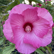 Hibiscus moscheutos fajták 3 darabos, kedvezményes meglepetéscsomag!