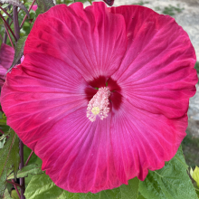 Hibiscus moscheutos fajták 3 darabos, kedvezményes meglepetéscsomag!