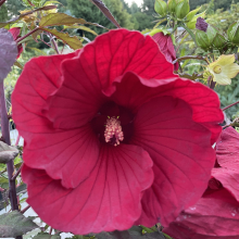 Hibiscus moscheutos fajták 3 darabos, kedvezményes meglepetéscsomag!