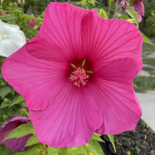 Hibiscus moscheutos fajták 3 darabos, kedvezményes meglepetéscsomag!