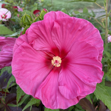 Hibiscus moscheutos fajták 3 darabos, kedvezményes meglepetéscsomag!