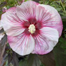 Hibiscus moscheutos fajták 3 darabos, kedvezményes meglepetéscsomag!